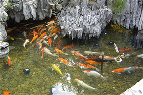 某私人豪宅内鱼塘