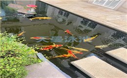 上海某高档别墅鱼池（观赏锦鲤鱼）实景