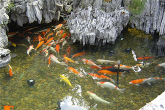 某私人豪宅内鱼塘